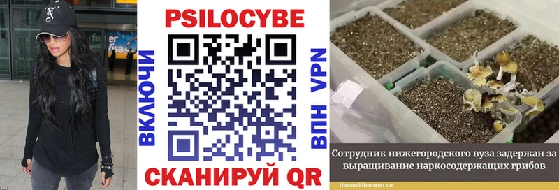 Галлюциногенные грибы мицелий  Новоузенск 